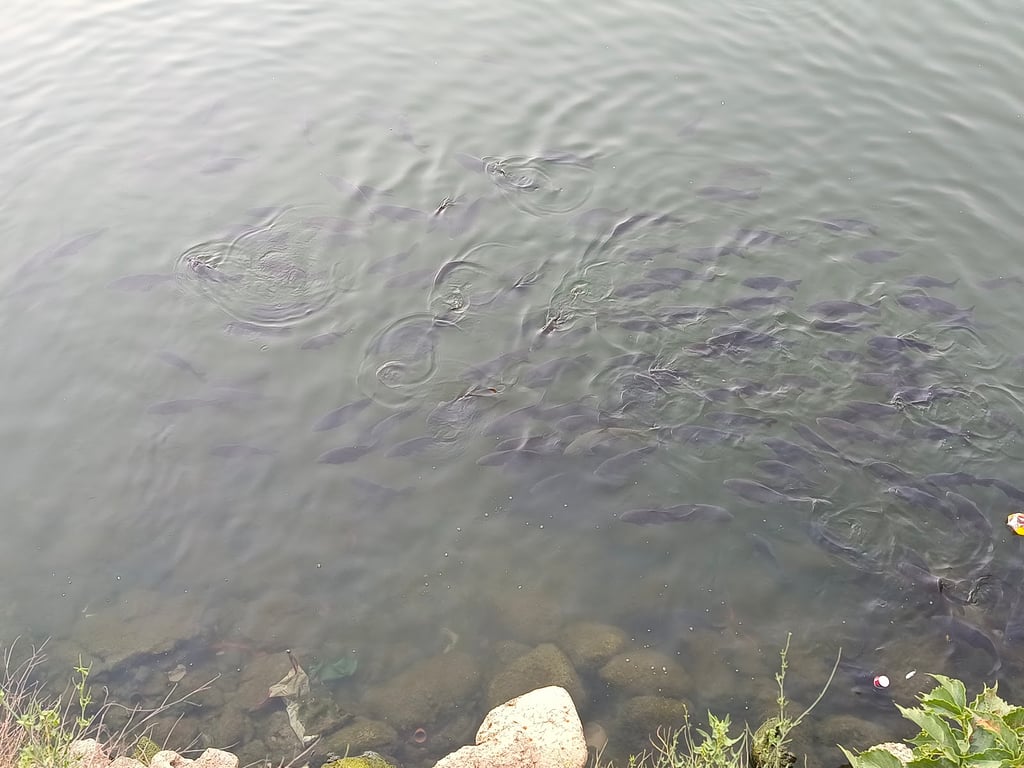 Naini Lake