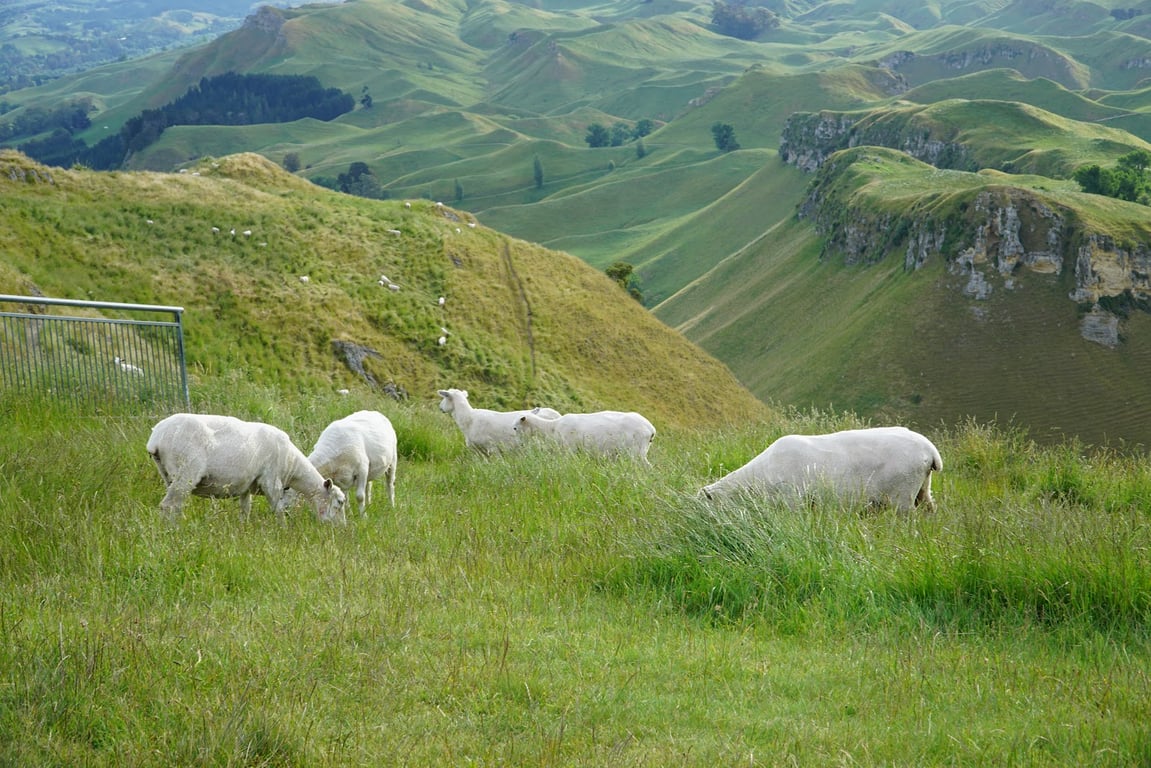 Napier Te Mata Peak