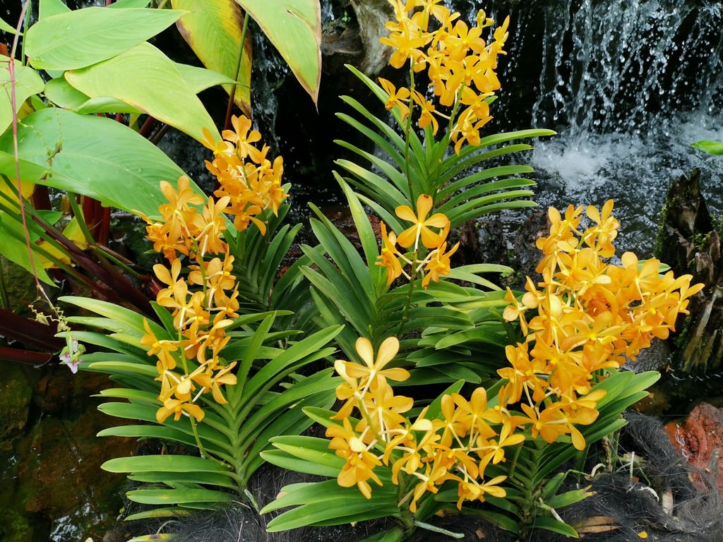 National Orchid Garden