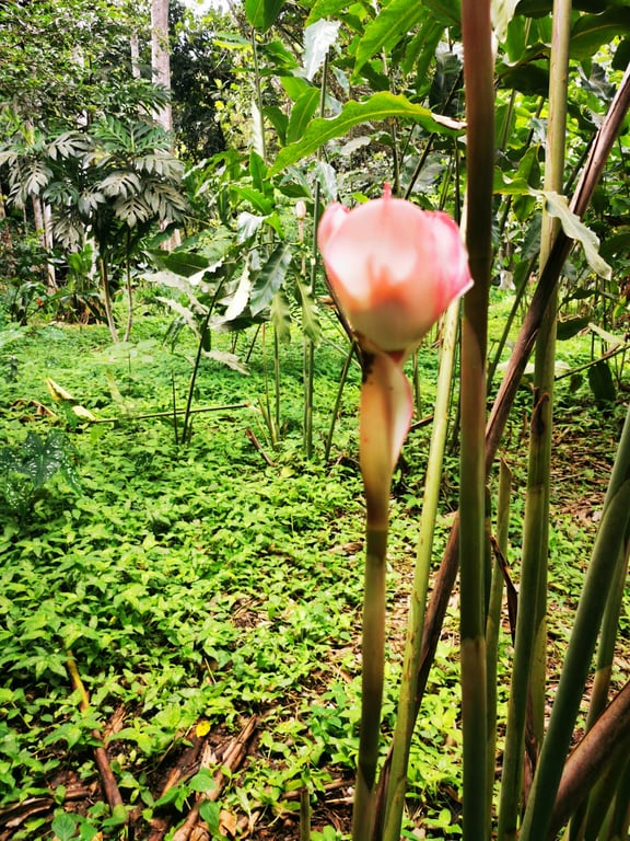 Ndalatando Botanical Garden