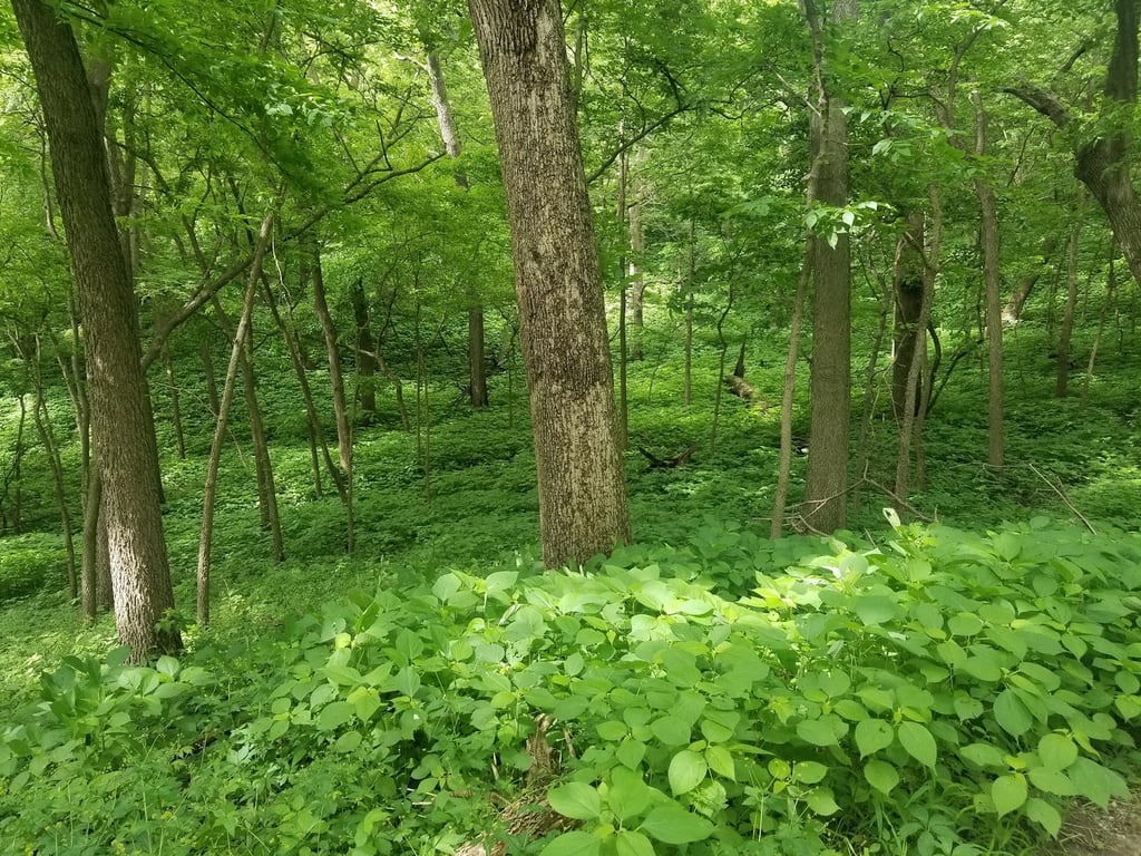 Fontenelle Forest