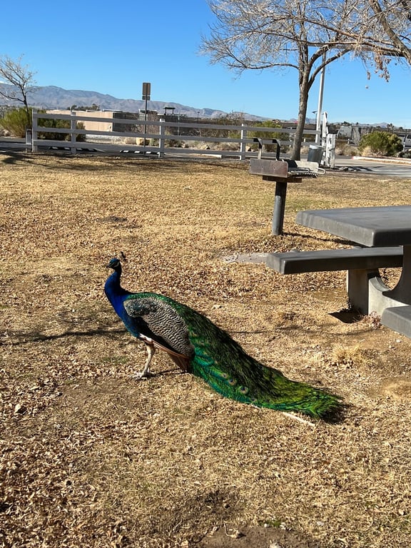 Floyd Lamb Park