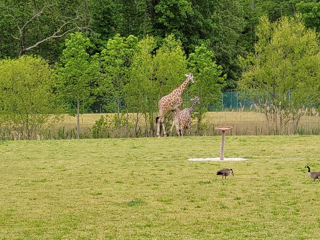 Cape May County Park & Zoo