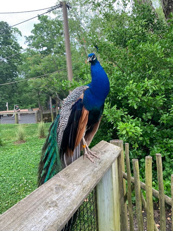 Cape May County Park & Zoo