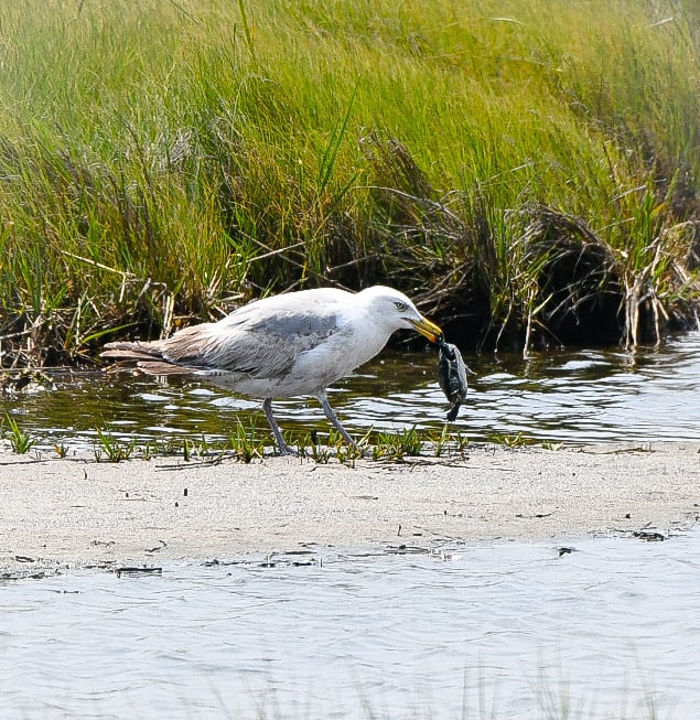 Edwin B. Forsythe NWR