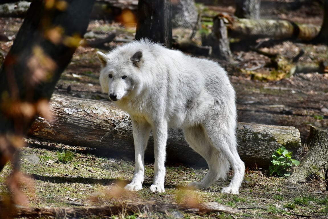 Lakota Wolf Preserve