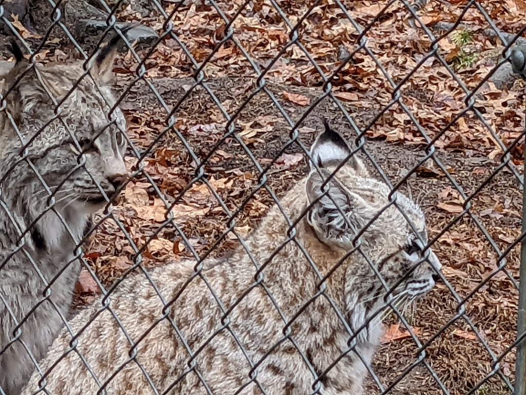 Lakota Wolf Preserve