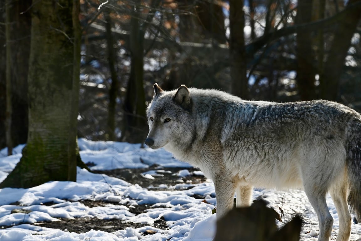 Lakota Wolf Preserve