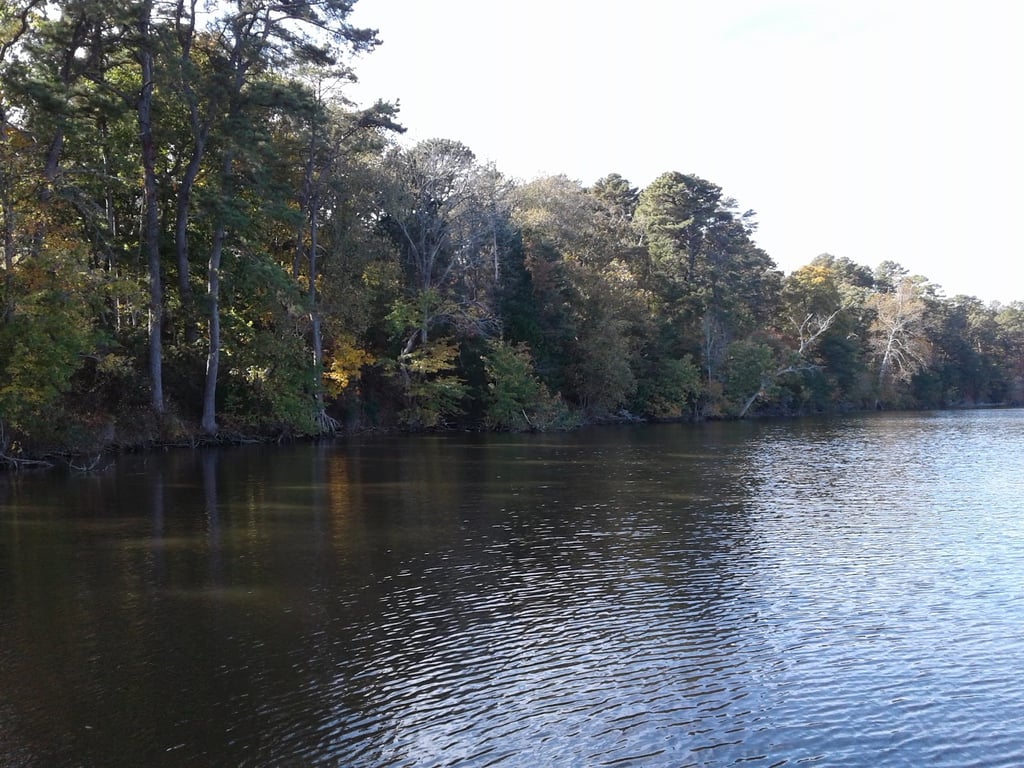 Maurice River Bluffs Preserve