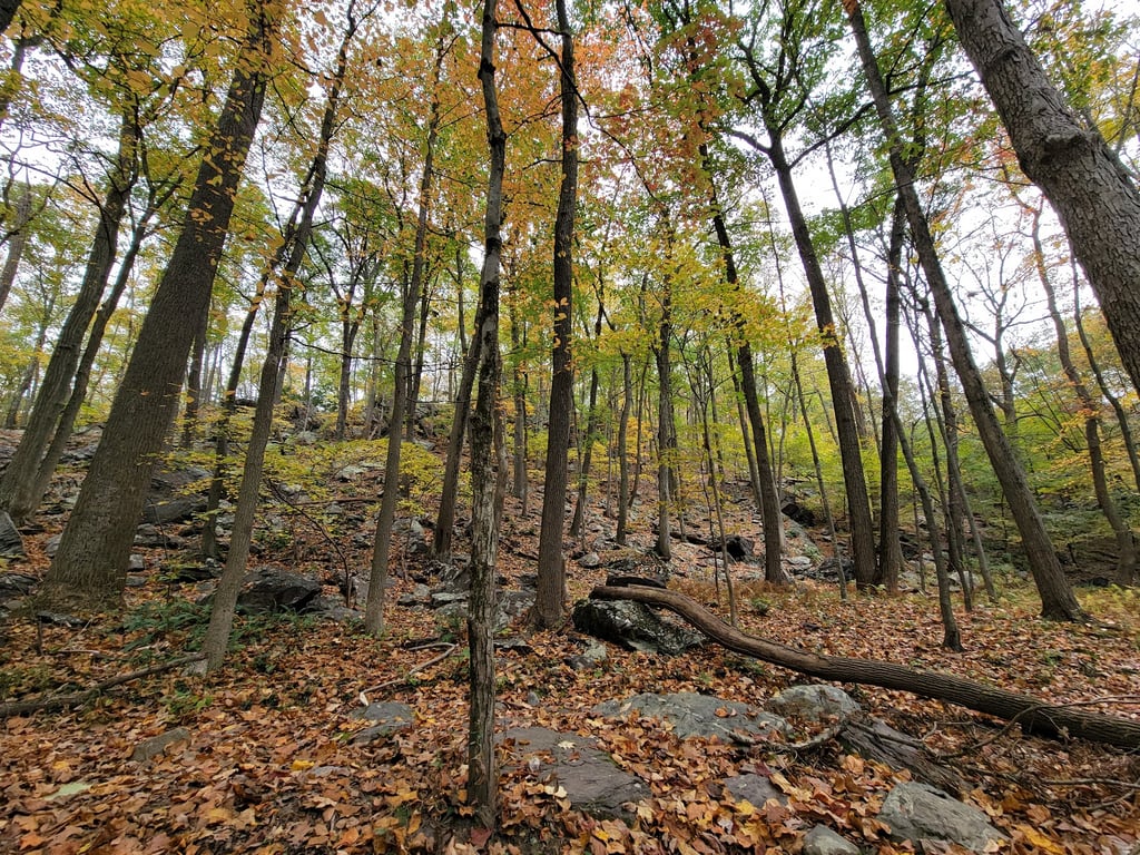 Mount Tammany