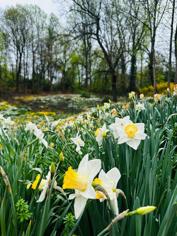 Reeves-Reed Arboretum