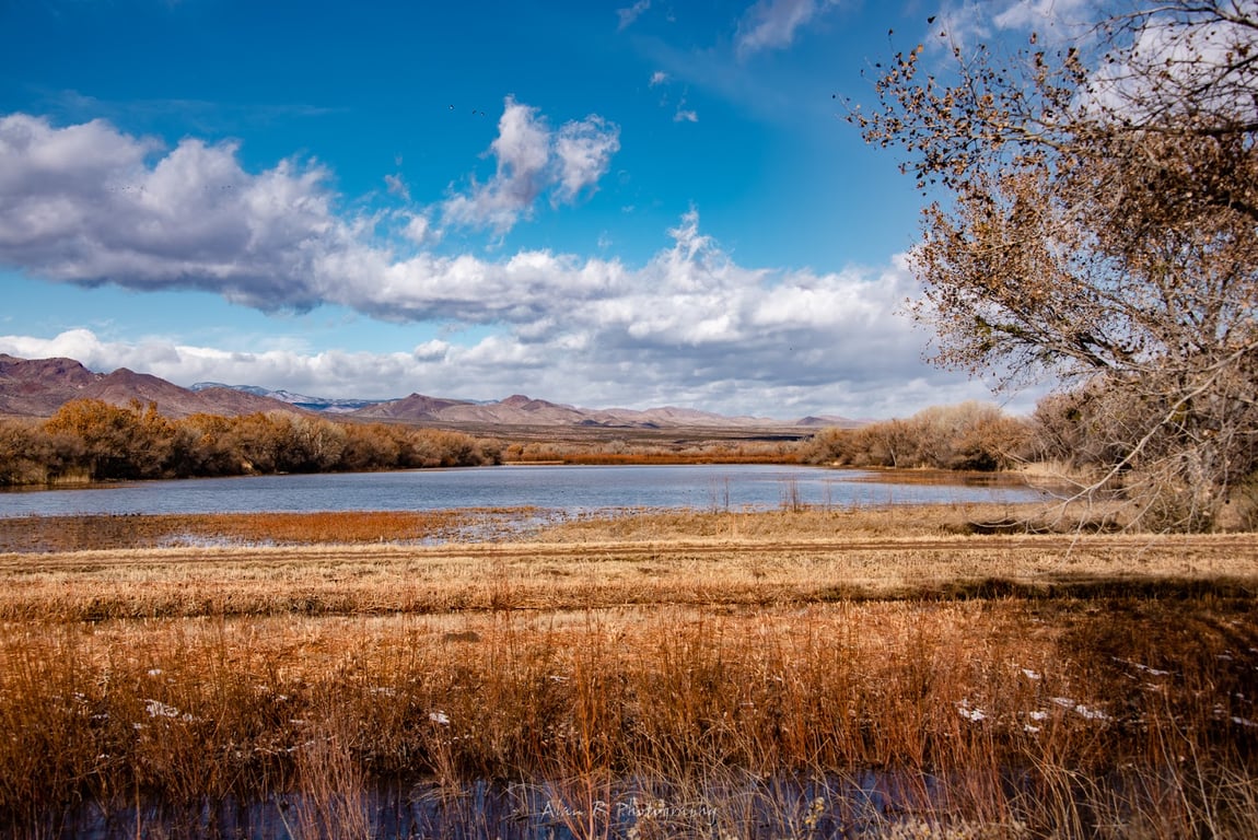 Bosque del Apache NWR