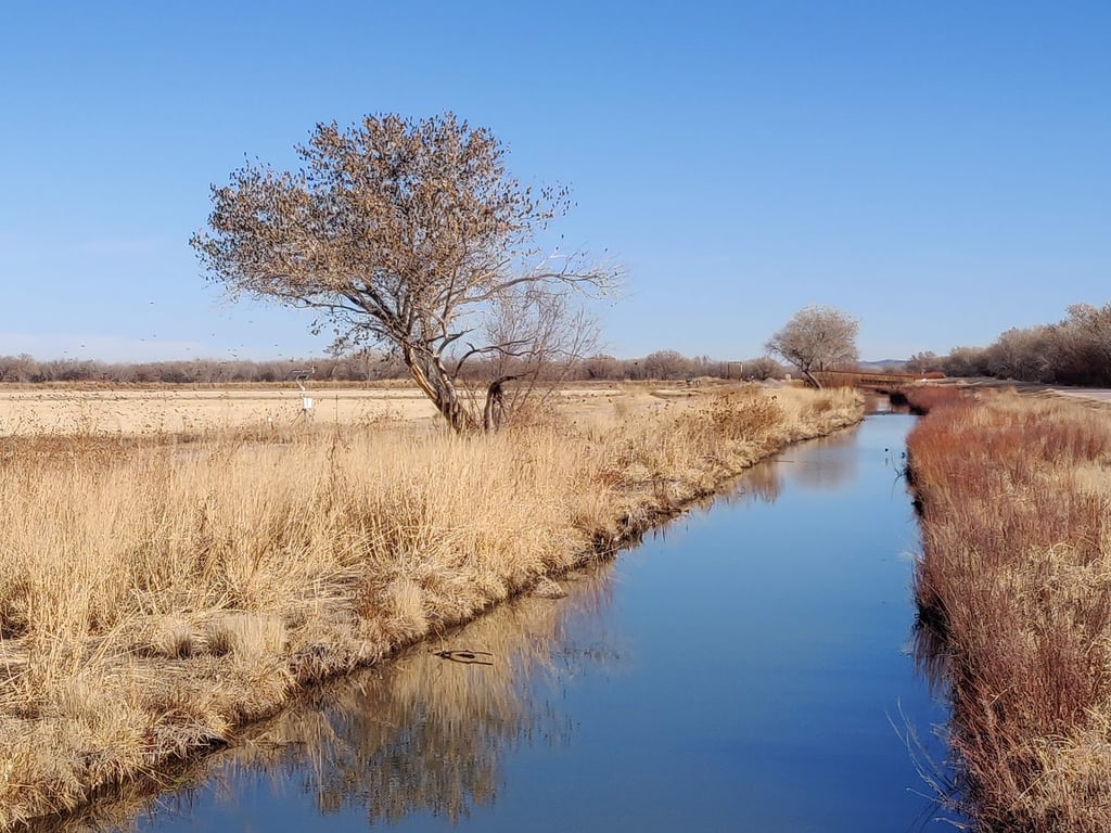 Bosque del Apache NWR