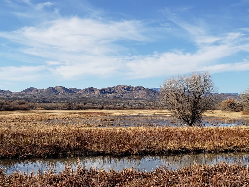 Bosque del Apache NWR
