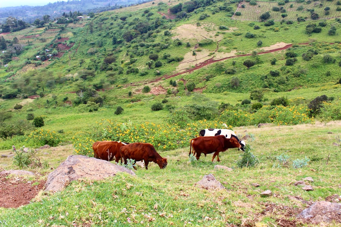 Ngong Hills