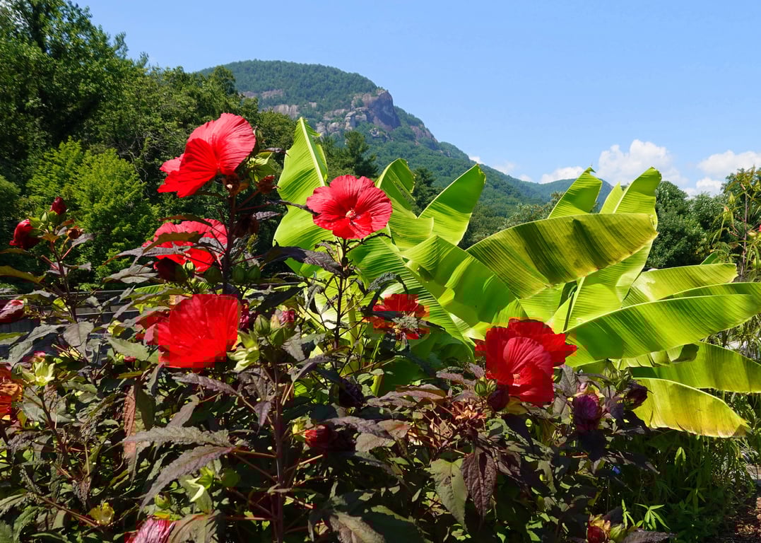 Flowering Bridge