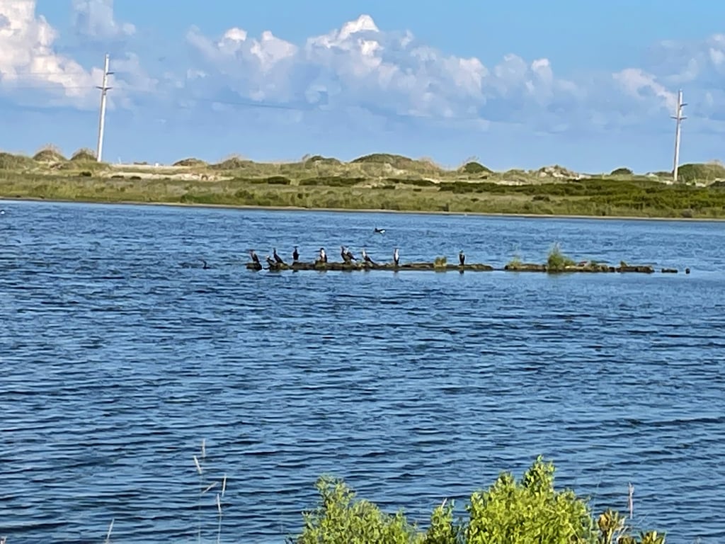 Pea Island Wildlife Refuge