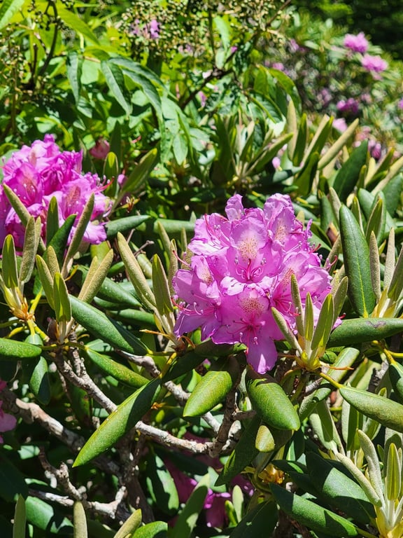 Roan Mountain Rhododendron Gardens