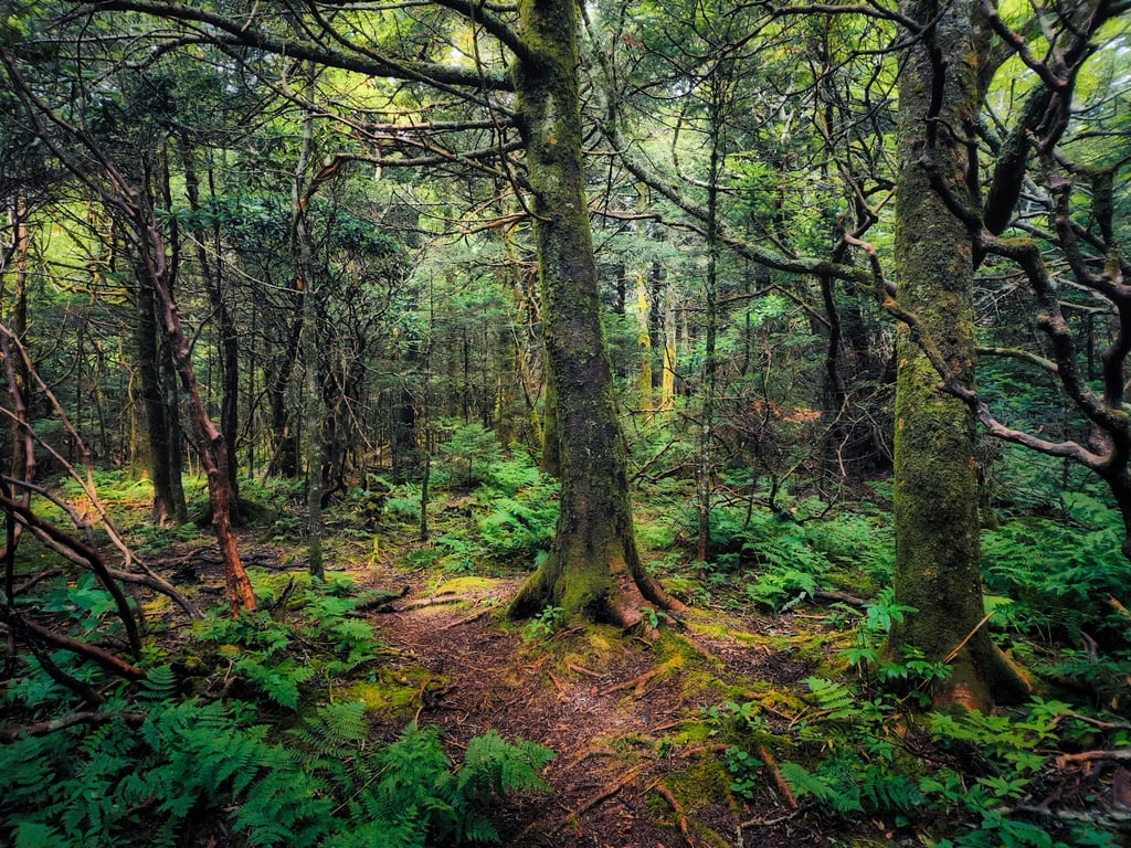 Roan Mountain Rhododendron Gardens