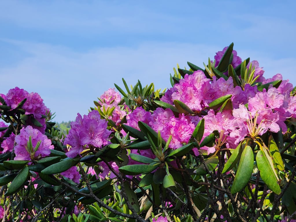 Roan Mountain Rhododendron Gardens