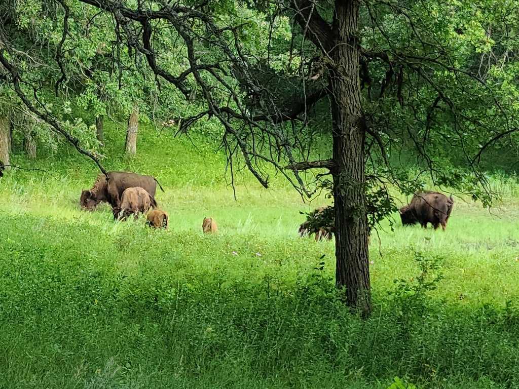 Sullys Hill National Game Preserve