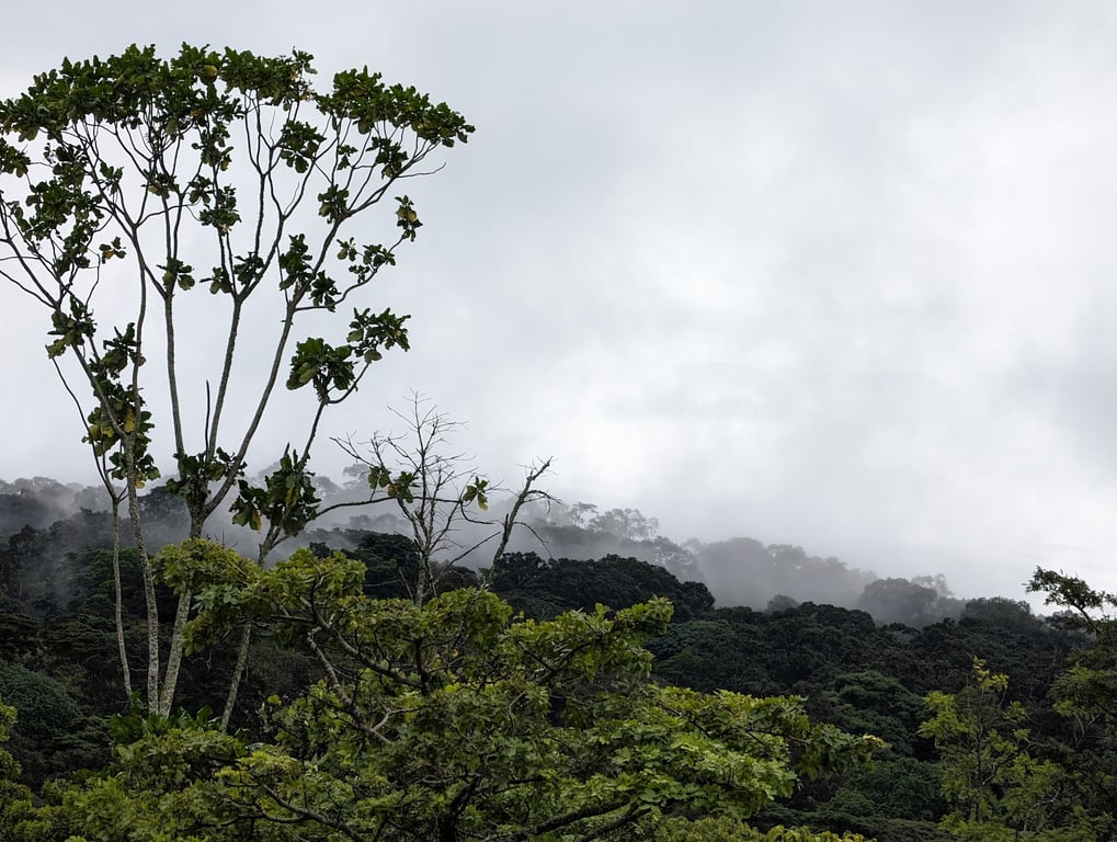 Ntchisi Forest Reserve