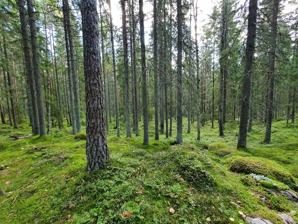 Nuuksio National Park