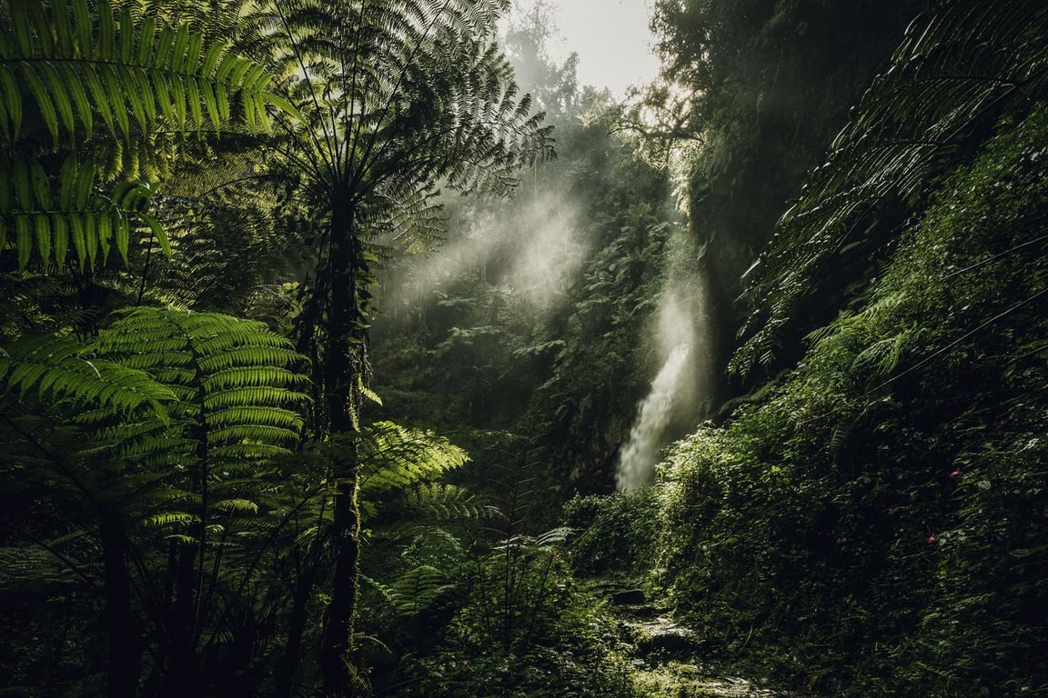 Nyungwe Forest National Park