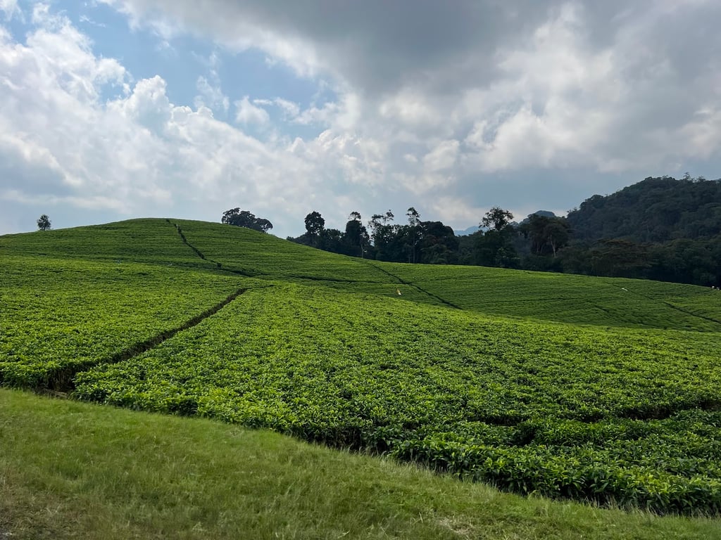 Nyungwe Forest National Park