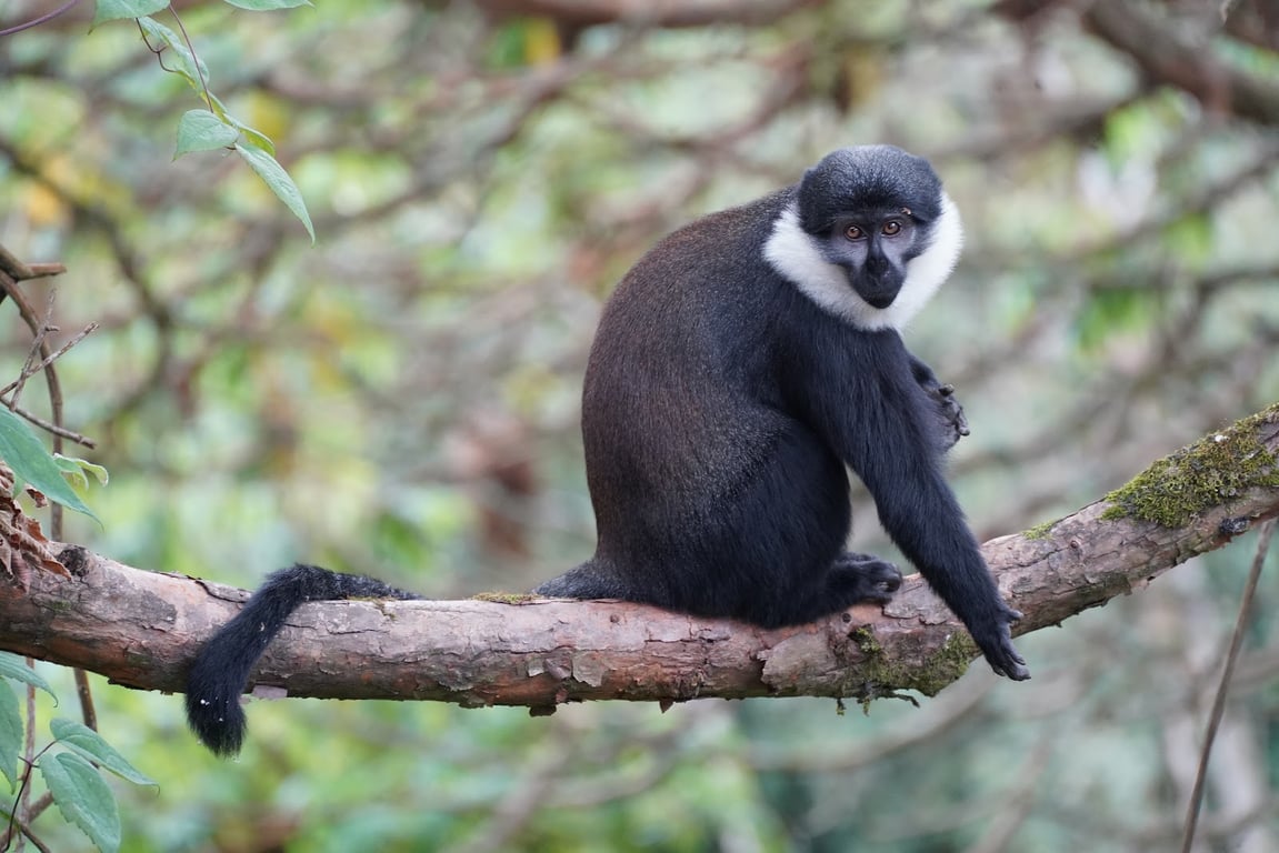 Nyungwe Forest National Park