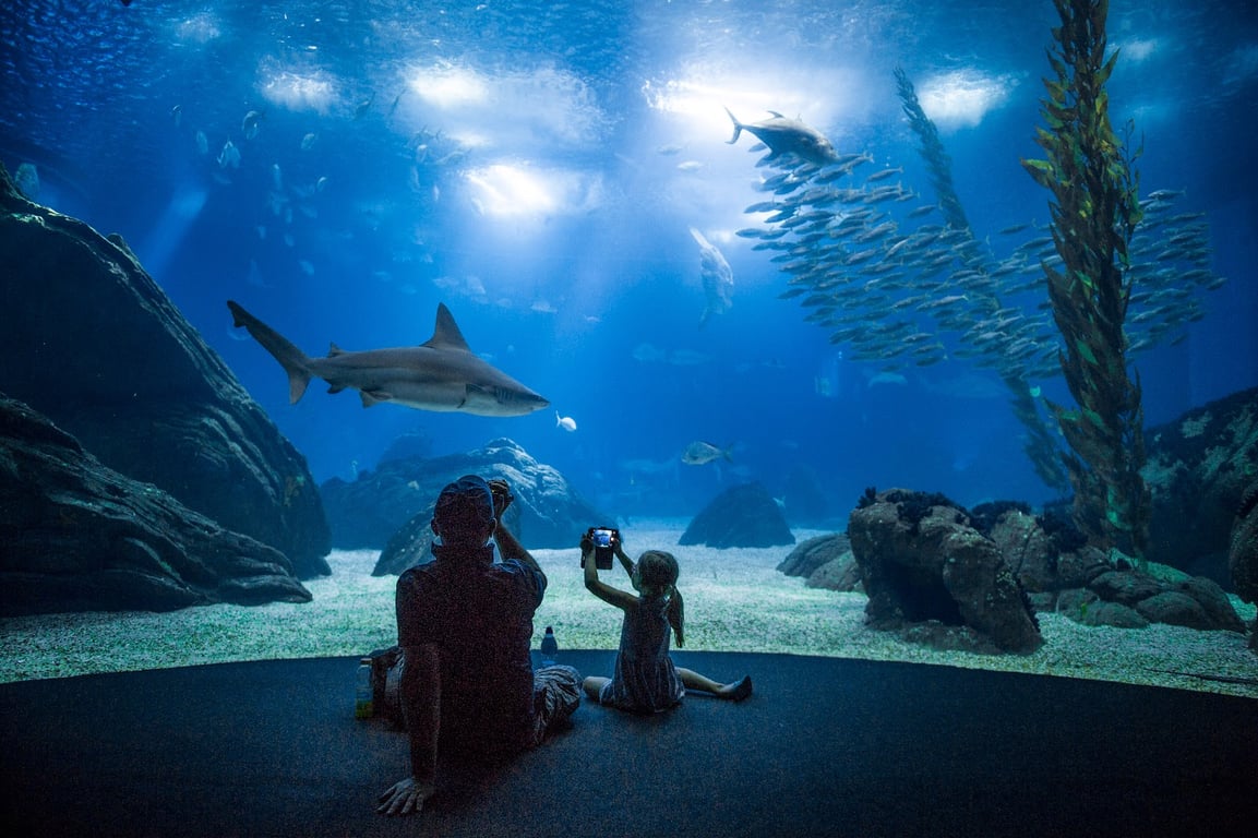 Oceanário de Lisboa Aquarium