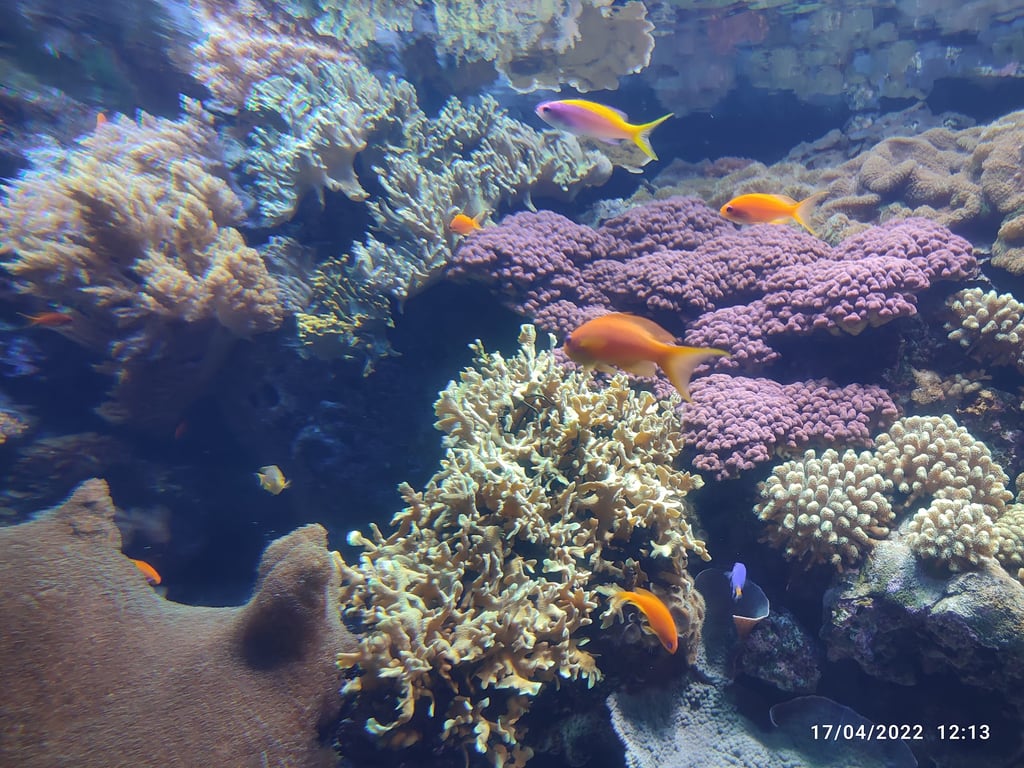 Oceanário de Lisboa Aquarium