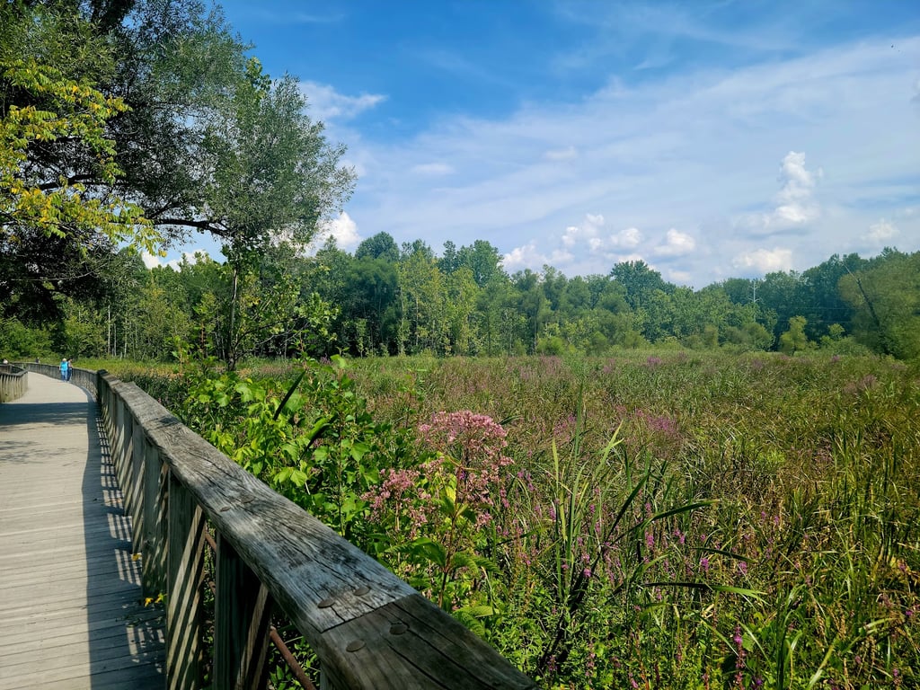 Beaver Marsh Boardwalk
