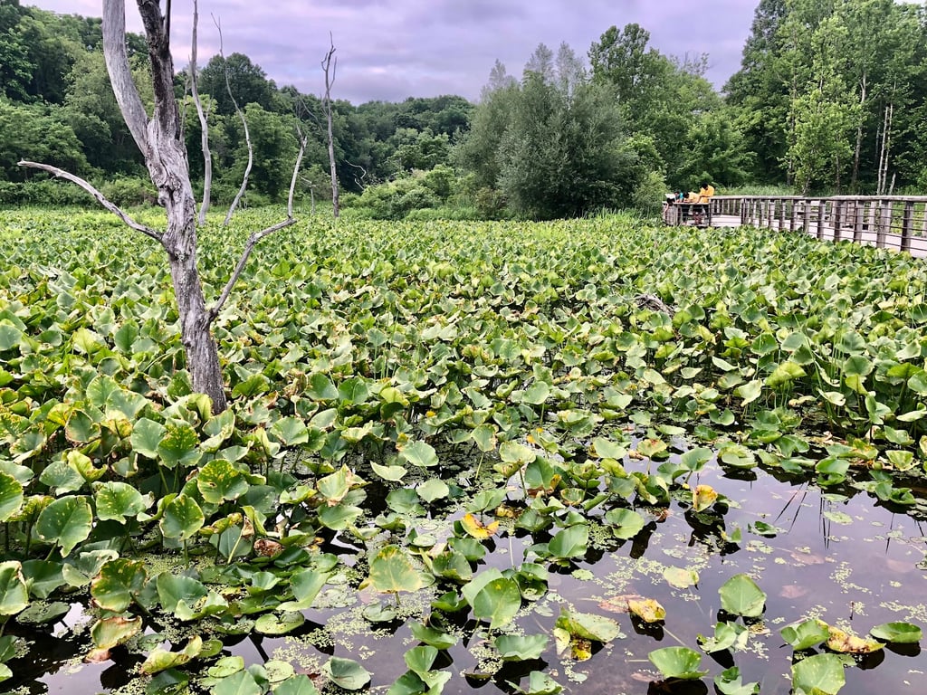 Beaver Marsh Boardwalk