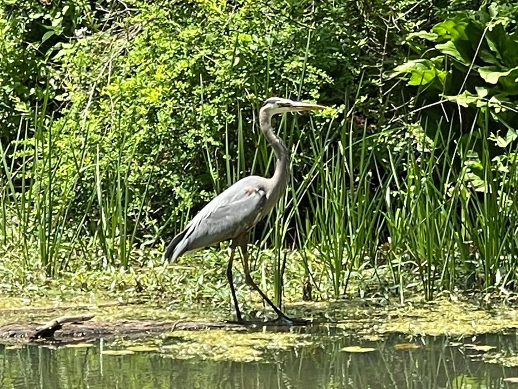 Beaver Marsh Boardwalk