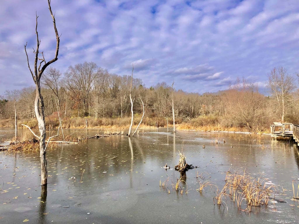 Beaver Marsh Boardwalk
