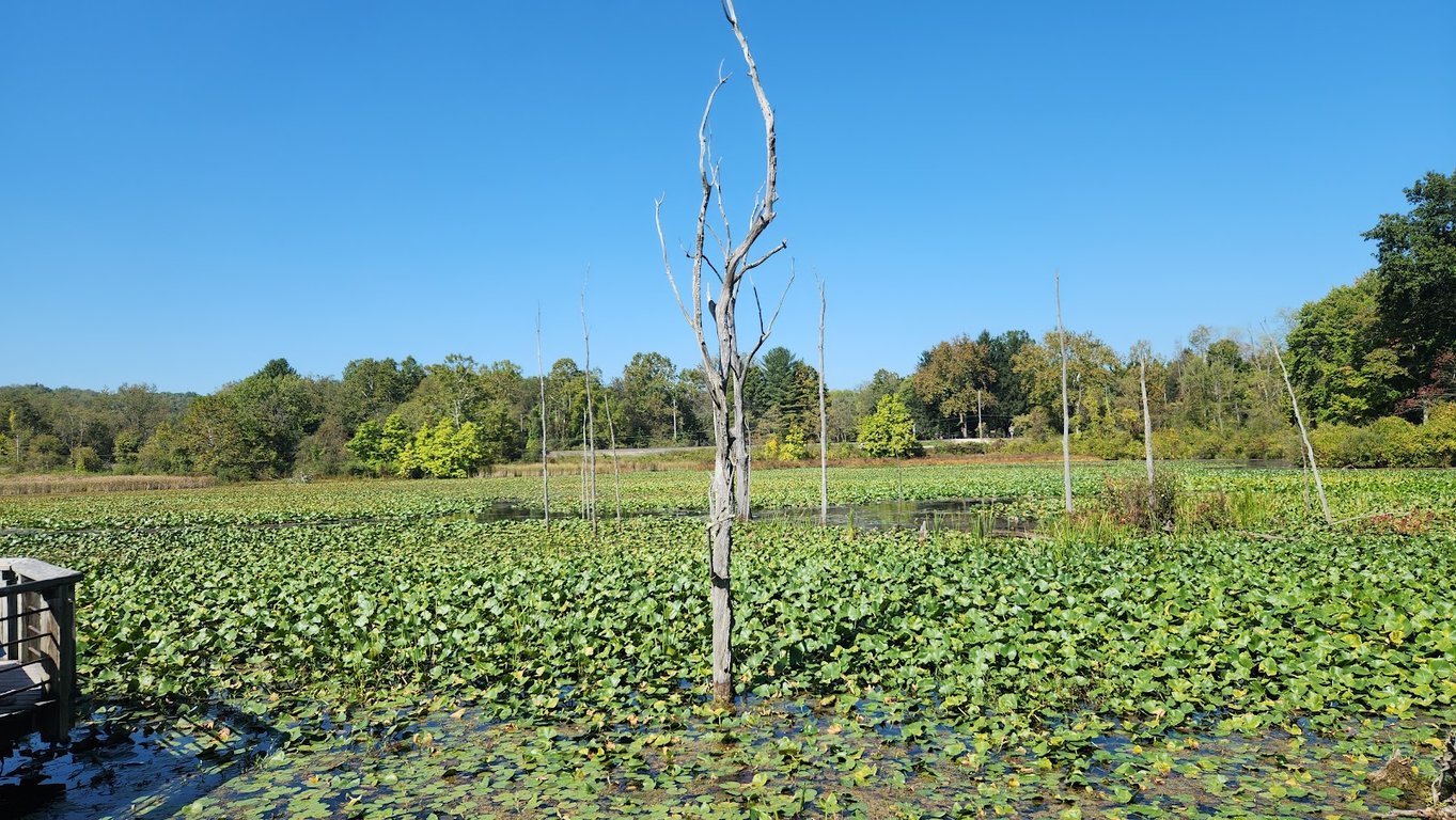 Beaver Marsh Boardwalk