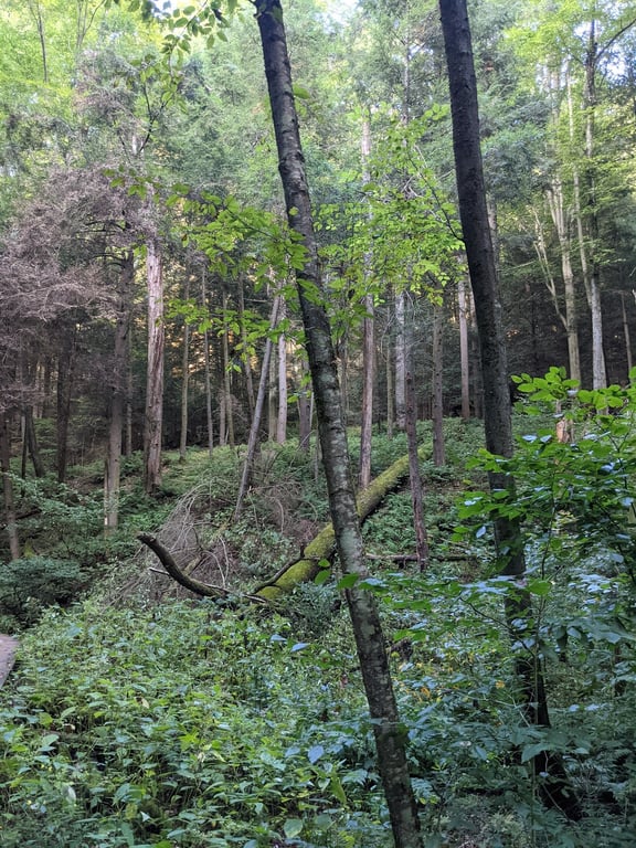 Conkle’s Hollow Rim Trail