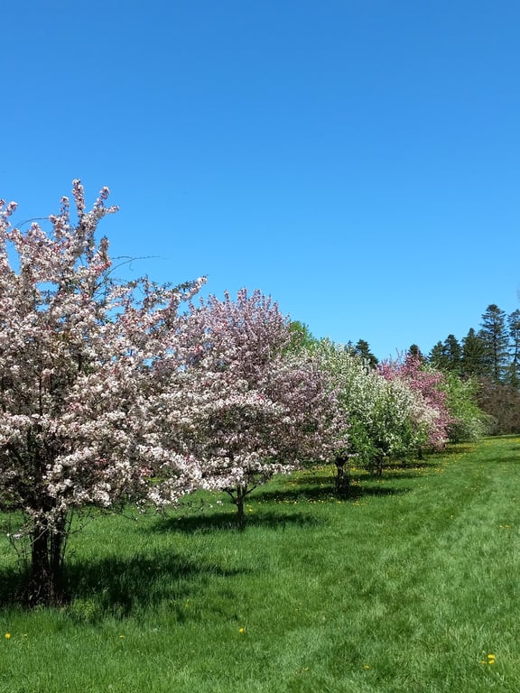 Secrest Arboretum
