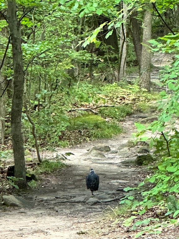 The Ledges Overlook