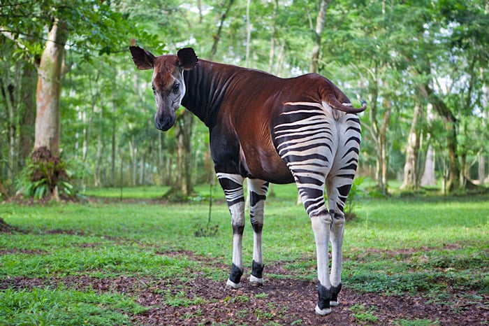 Okapi Wildlife Reserve