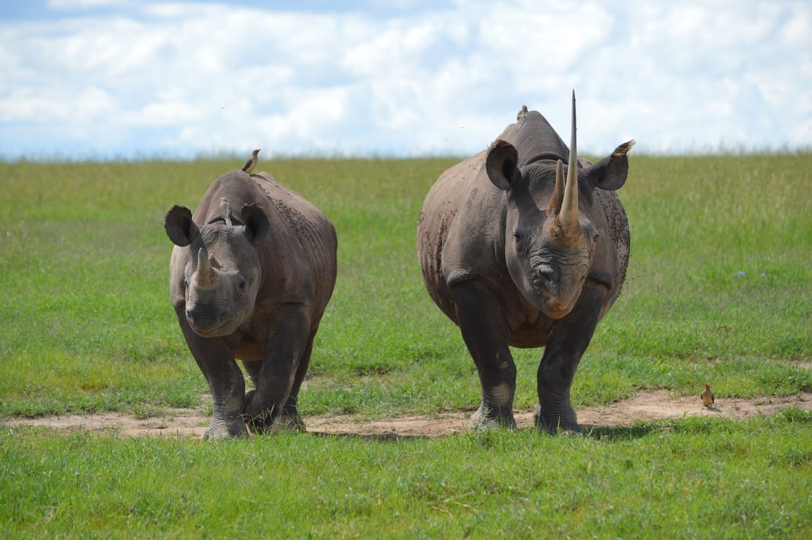 Ol Pejeta Conservancy