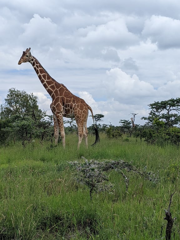 Ol Pejeta Conservancy