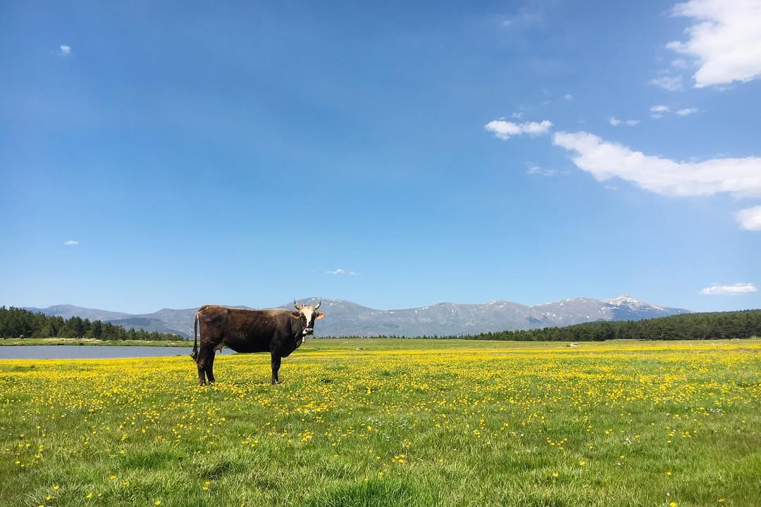 Keyfalan Yaylası
