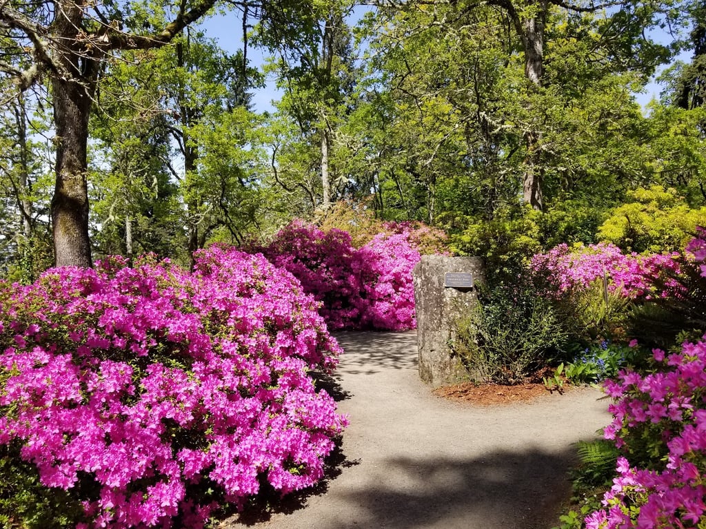 Hendricks Park Rhododendron Garden