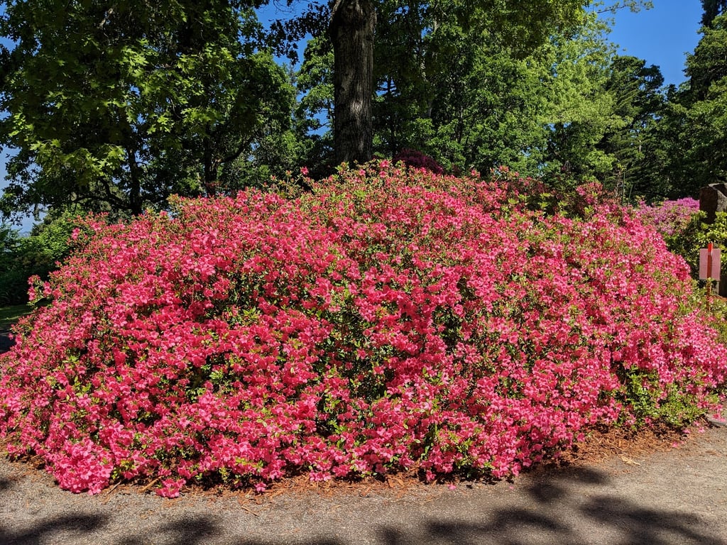 Hendricks Park Rhododendron Garden