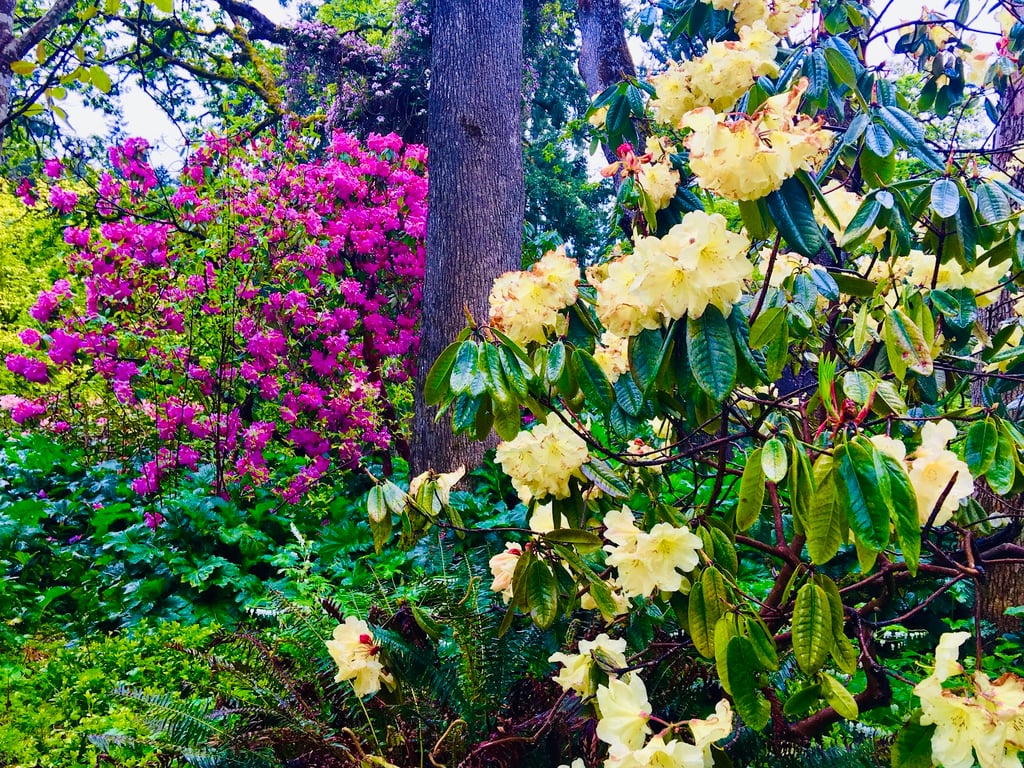 Hendricks Park Rhododendron Garden