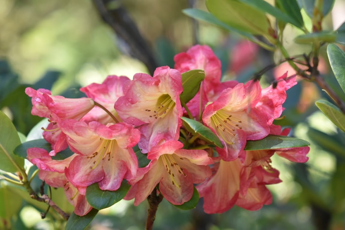 Hendricks Park Rhododendron Garden