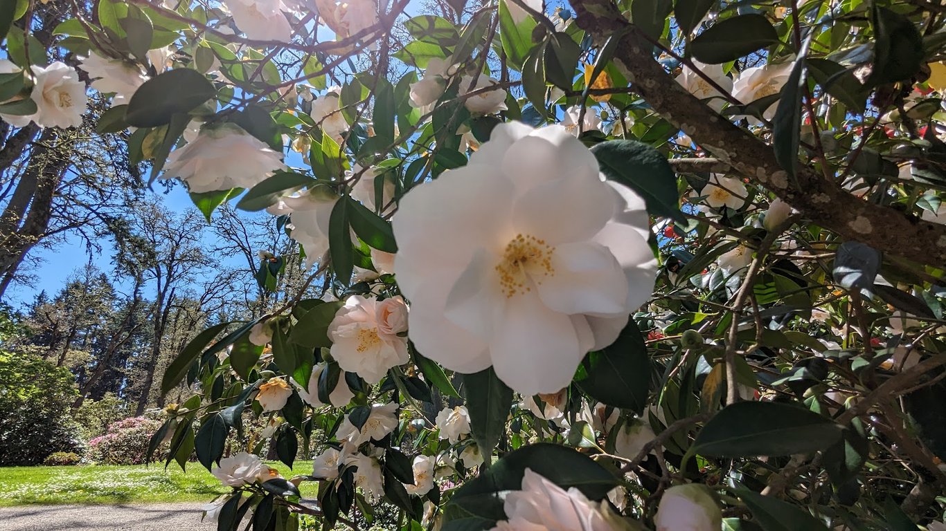 Hendricks Park Rhododendron Garden