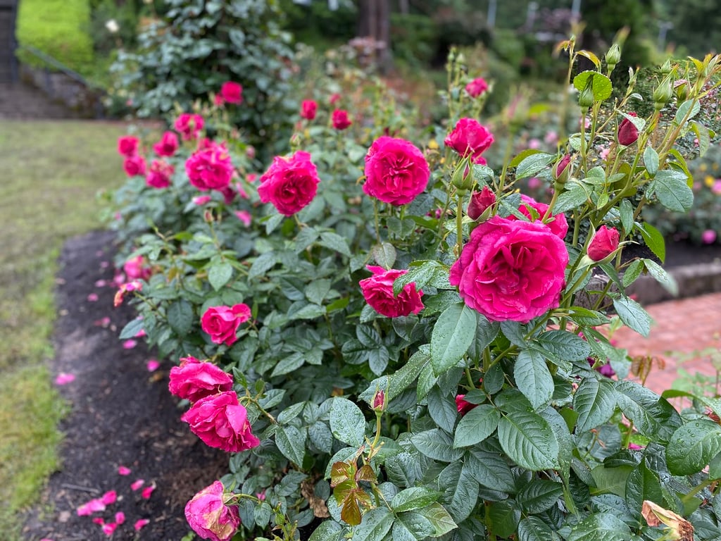 International Rose Test Garden